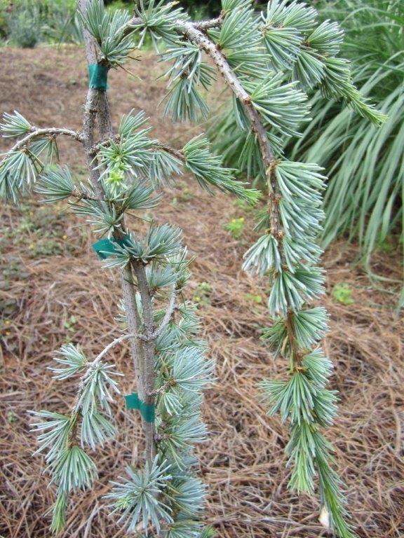 Beginning with a gift, our collection of tropical and subtropical conifers features the genus Araucaria.