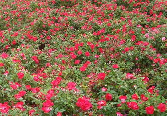 Are Knock Out roses more susceptible to RRV?