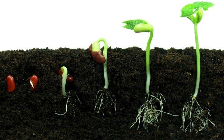 The Germination Process 3