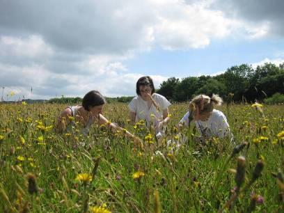 Supporting Native Plant Production in the UK About 120 native wild flowers are currently available with only about 30 spp.