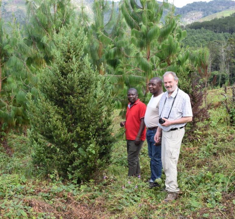 Integrated tree conservation Malawi s national tree, the Mulanje cedar (Widdringtonia whytei).