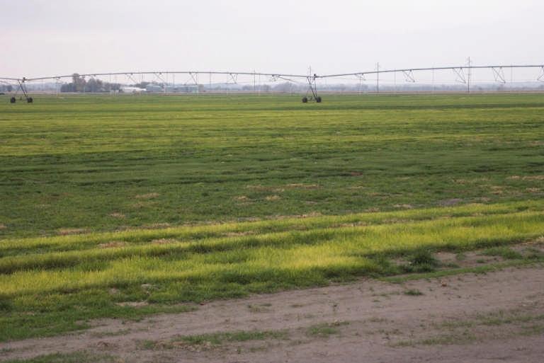 Turf Grass/Sod Production A commercial sod field with yellows from iron chlorosis.