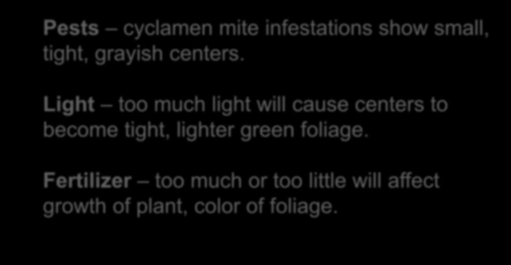 Light too much light will cause centers to become tight, lighter green