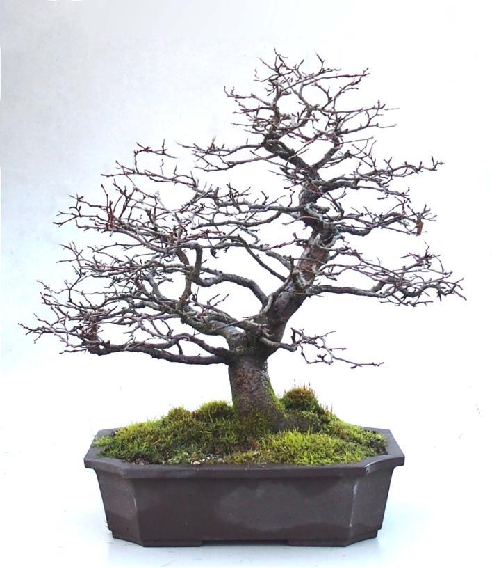 tree that you would like an opinion or advice on tap into several hundred years of collective bonsai experience. Club activities: Please share your thoughts on activities that you would like to see.