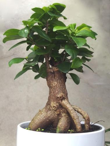 While at GardenWorks I noticed that there were a selection of small Ficus microcarpa that might make nice indoor bonsai.