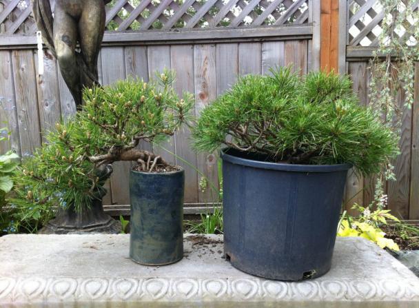 Contribution Trees A VIBS program by Mark Paterson, VIBS President The Vancouver Island Bonsai Society is pleased to announce we can give a nice bit of potential bonsai stock to every member for a