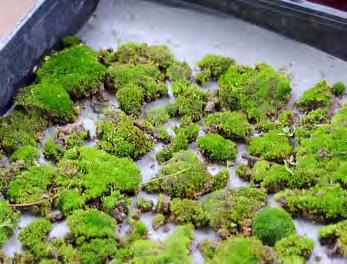 DEVELOPING MOSS FOR BONSAI DISPLAY IT S COMMON, WHEN DISPLAYING BONSAI AT INDOOR EXHIBITS, TO COVER THE SUR- FACE OF THE SOIL WITH MOSS. THE ALTERNATIVE DIRT DOESN T REALLY COMPARE BONSAI TONIGHT.