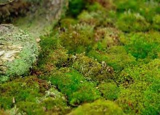 White sphagnum moss, to be specific, the kind usually available from orchid growers. It typically comes in clumps`.