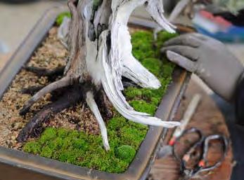 The sphagnum moss helps keep the dollups of fresh moss moist.