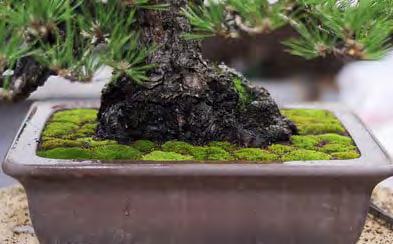 For a final touch, feel free to sprinkle tiny soil particles over the moss and sweep away the excess.