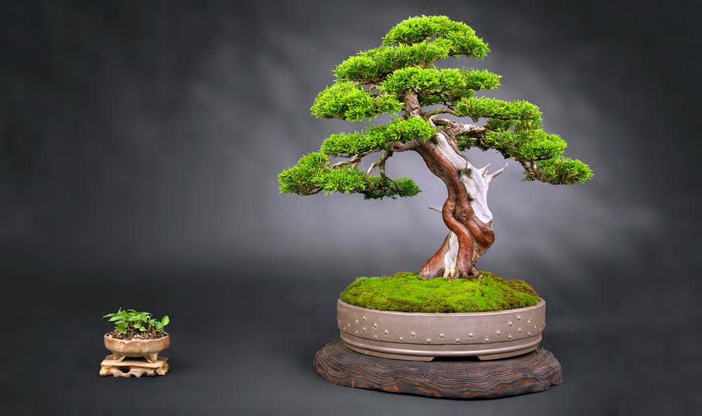 AUGUST 11th-12th 2018 BORDINE S NURSERY JACK SUSTIC - Show Judge Former curator of the National Bonsai Museum Bordine s Nursery 1835 Rochester Rd Rochester Hills, MI 48307 Saturday August 11 Sunday
