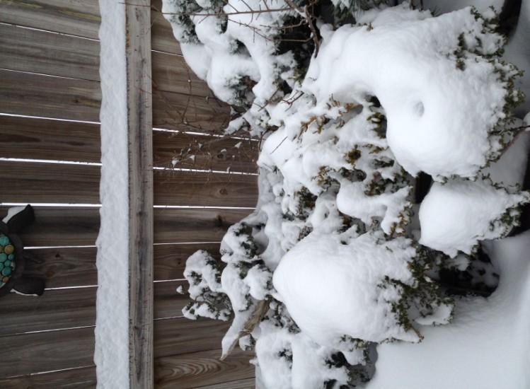 What to do... One suggested method for winter care of your outdoor trees.