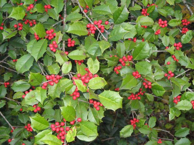 Page 4 Nov./Dec. 2011 Spotlight: American Holly What plant more represents the holiday season than American holly?