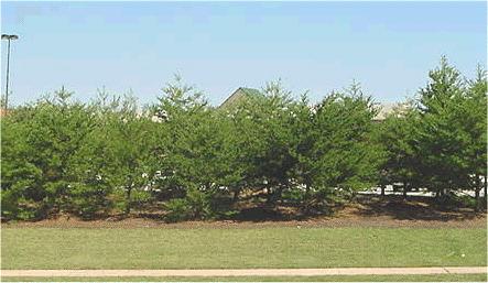 Type C: Opaque. These three types of landscape screening provide a progression of screening options suitable to a variety of landscaping and buffering needs between land uses and districts. 1.