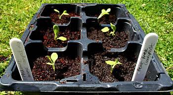 Garden Organic Factsheet GS1 Growing from seed Growing your own plants from seed is very satisfying Growing your own plants from seed is easy and very satisfying even on the smallest scale.
