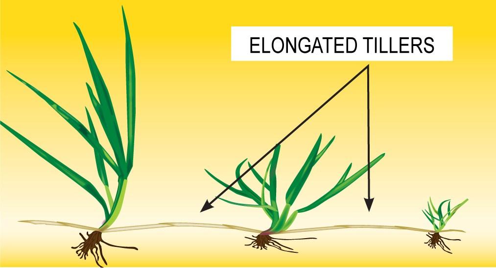 Do you know your Ryegrasses?