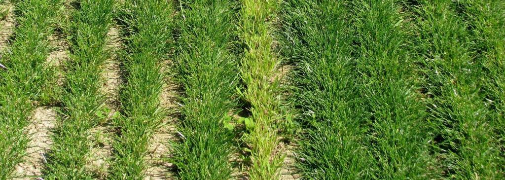 RPR is unique because of its creeping growth habit, made possible through the production of elongated tillers or determinate stolons.