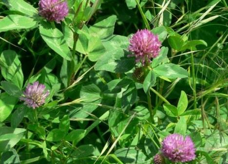 Red Clover Red clover is usually seen in fields as it is often planted in combination with other livestock forage plants.