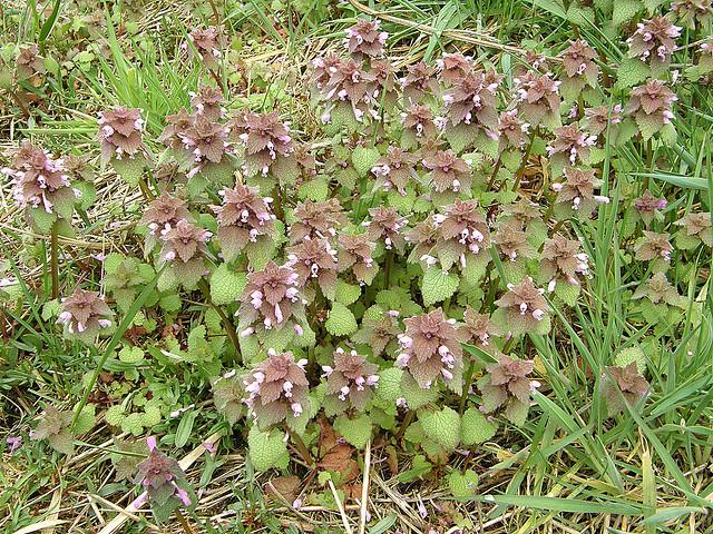 Purple Deadnettle Henbit and Purple Deadnettle are both "annual weeds" and are very similar in appearance.