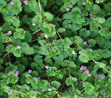 Ground Ivy...aka. Creeping Charlie Ground ivy is a perennial weed meaning it keeps coming back each year and if you do not somehow remove it from your lawn you will be host to an entire "clan" of ivy.