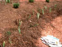 bags of pine bark mulch will cover 100 sq. ft.