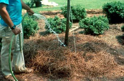Planting Trees and Shrubs When planting individual plants, dig the hole 2-times wider than the root ball. When planting a group of plants, cultivate the planting area to a 12-inch depth.