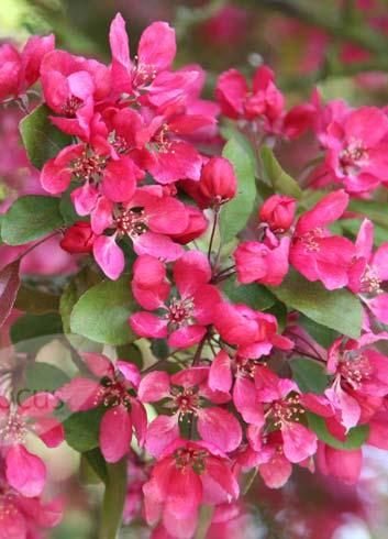 Intense red flower buds bloom into a cloud of bright purple-pink flowers. New leaves appear early in the season, and are a rich coppery red.