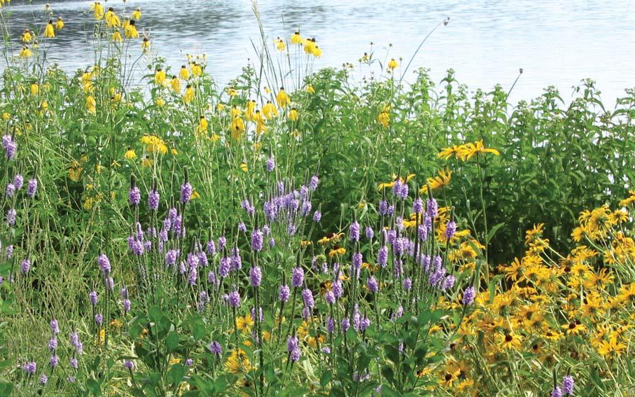 Native plants, instead of turf lawns, help reduce your carbon footprint, and provide clean water for everyone.