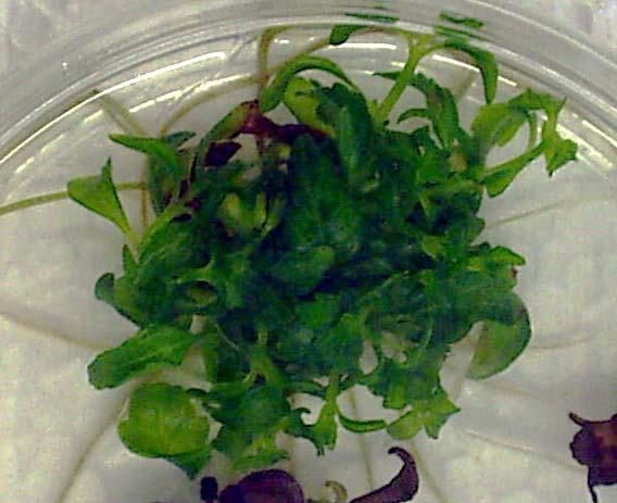 A B C D Figure 1: Shoot induction from leaf explants in MS media supplemented with various plant growth hormones after 8 weeks. A) 0.2 mg/l BAP. B) 0.5 mg/l BAP.