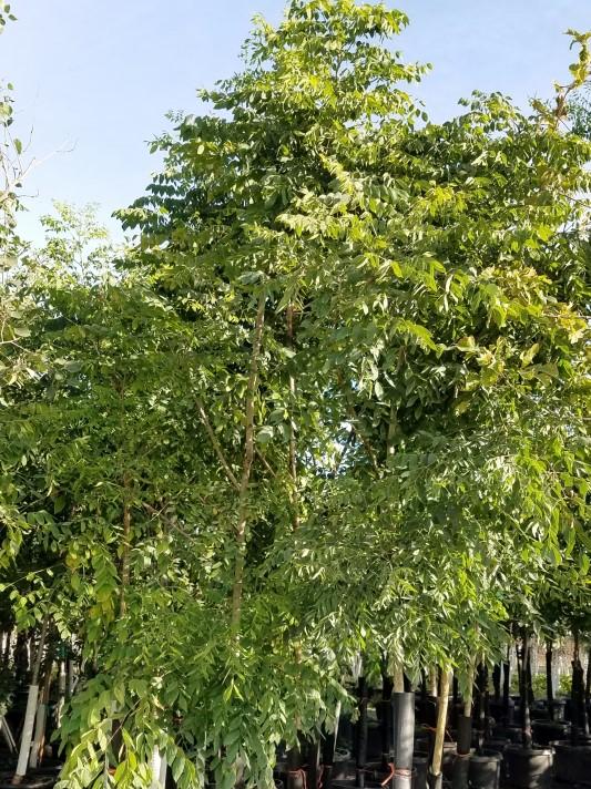Trees Ironwood Ostrya virginiana 25-40 x 15-40 A very tough native tree.