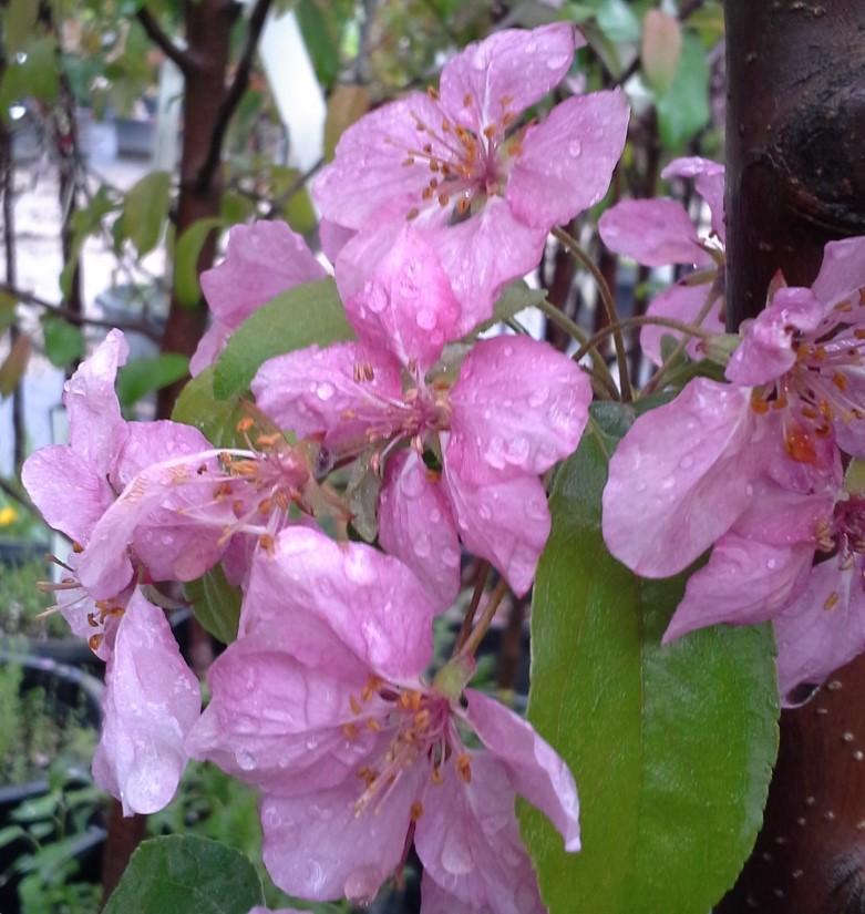 Ornamental Trees Pink Flair Cherry Prunus sargentii JFS-KW58 25 x 15 Big clusters of fragrant pink flowers cover this tree in the spring.