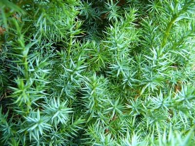 Use this spruce for a strong vertical accent in the landscape.