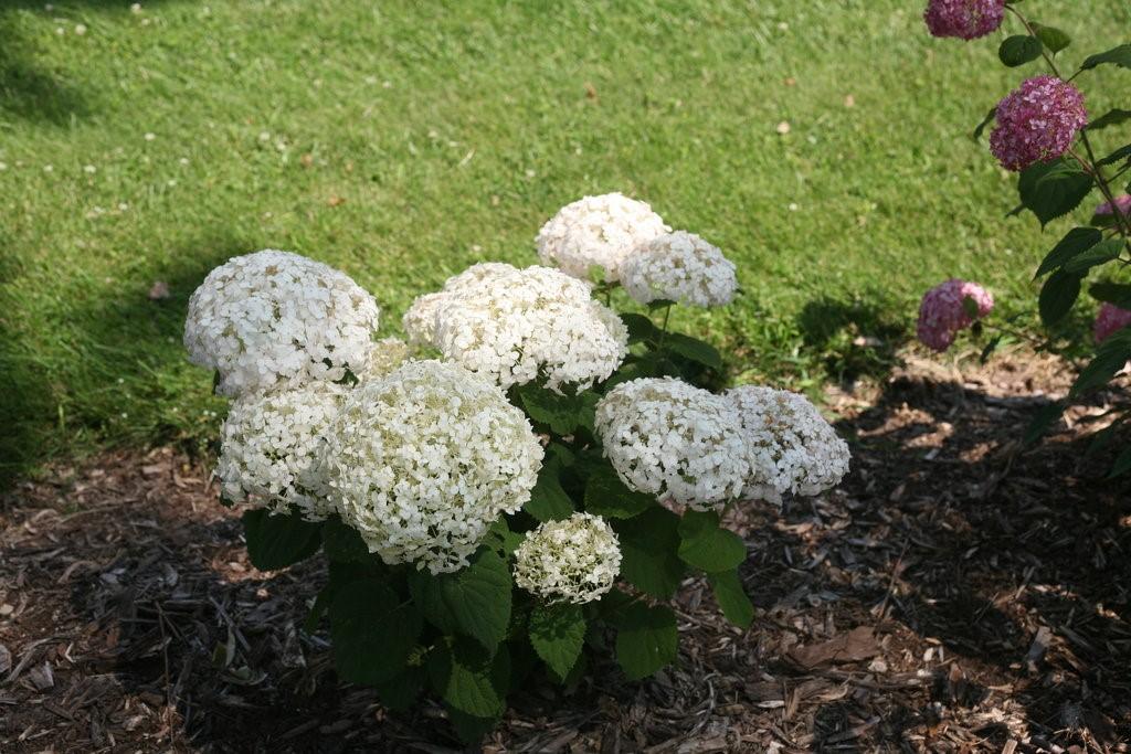 Invincibelle Wee White Hydrangea 12-30 x 12-30 A first of its kind! This hydrangea is a dwarf form of the ever popular Annabelle hydrangea.
