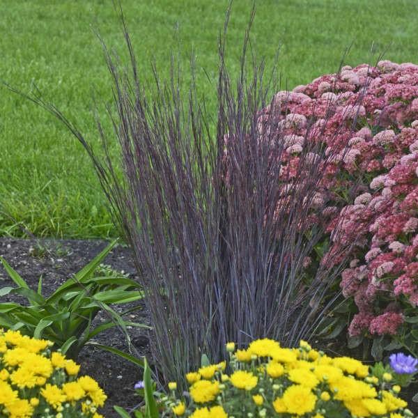 Red seed heads appear on red stems in late summer. Does well in hot and dry areas, once established it is nearly drought tolerant.