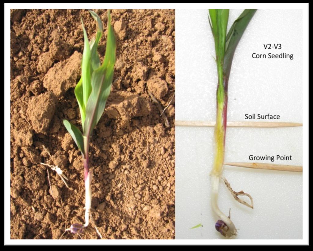 Minimum air temperature and duration of low temperatures will impact the amount of damage to young corn plants.