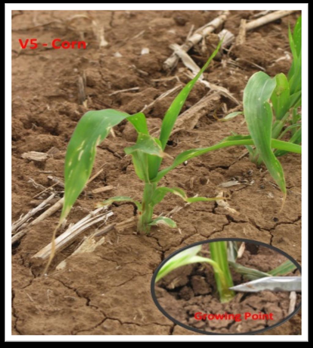 Figure 2. Location of the growing point on corn in the V5 growth stage. Assessing the Damage Leaf tissue is likely to show symptoms of injury during any frost- freeze event.