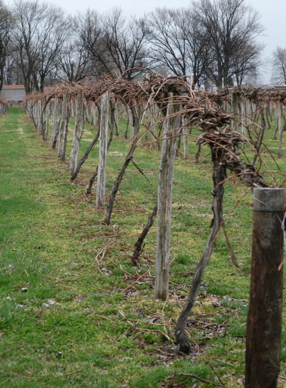 Training Systems for Procumbent Vines High Cordon / Top Wire