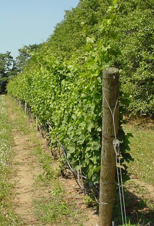 Training Systems for Upright Vines Guyot