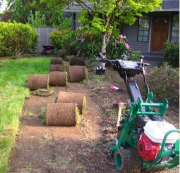 Site Preparation~ Removing Lawn non-herbicides methods: Clean bluegrass: Smother with mulch.