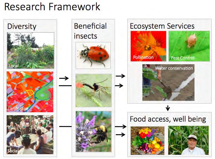 Biodiversity in Urban Gardens Project Report Summer 2017 Environmental Studies Department, University of California, Santa Cruz Dear Gardeners, Garden Managers, and Staff, Here is our report for the
