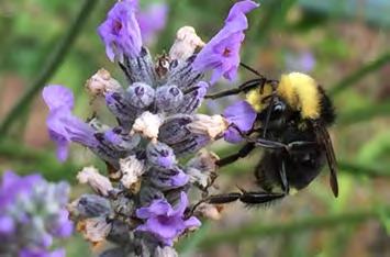 What factors improve jalapeño pollination?