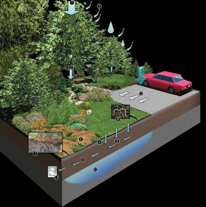 Stormwater Strategy includes Soils 1. Crown Interception 2. Throughfall and Stemflow 3. Evapotranspiration 4. Soil Water Storage 5.