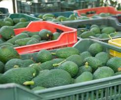 Since then we have expanded even further into the food processing industry to include services in refrigeration, manufacturing, processing and ripening