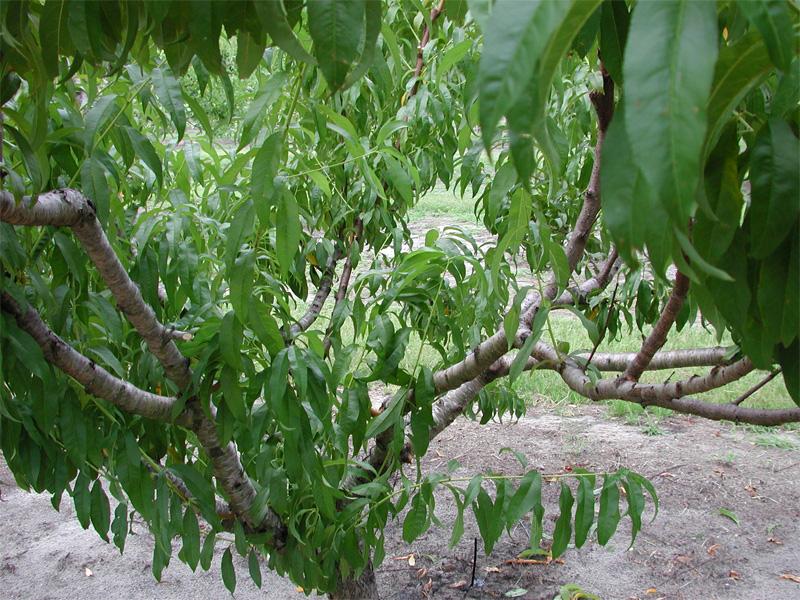 Training and Pruning Florida Peaches, Nectarines, and Plums 4 Figure 7. Summer pruning can expose the tree center to light but leave some leafy twigs to prevent sunburn of scaffold limbs.