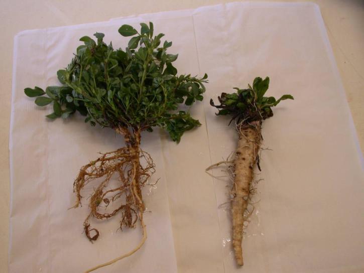 Challenges in developing AT lucerne Lucerne is a legume Root nodule bacteria (RNB) is commonly more sensitive to acidity