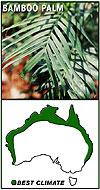 Climbers: star jasmine (Trachelospermum jasminoides) Perennials: grass tree (Xanthorrhoea australis) Ground covers and clumping plants:
