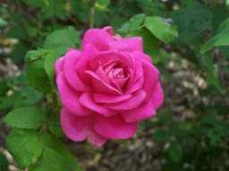 This rose is a soft pink with beautifully perfumed blooms. Buds are onion shaped and are twigged red.