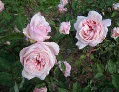 B.L. Linton Gold produces recurrent blooms of gold to ochre and has a classic hybrid tea form.