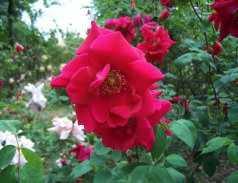 Garden. This rose is a very attractive shade of soft pink very recurrent, sweetly scented, particularly when used indoors.