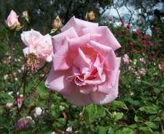 Most tea roses have fewer petals and often a different colour in summer heat.
